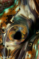 Giant Clam pattern, Canon EOS 400D, Sea and Sea Housing a... by Teguh Tirtaputra 